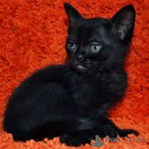 Photo №3. Bombay-Katzen zu verkaufen. Finland