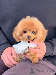 Photo №2 to announcement № 163988 for the sale of poodle (toy) - buy in Germany breeder