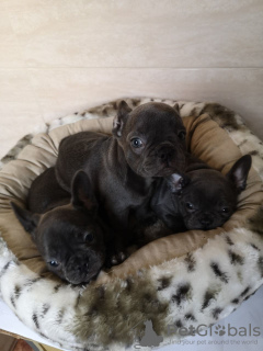 Photo №2 to announcement № 118116 for the sale of french bulldog - buy in Germany private announcement, breeder