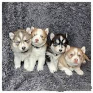 Photo №1. siberian husky - for sale in the city of Manchester | 877$ | Announcement № 165720
