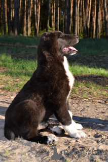 Photo №4. I will sell central asian shepherd dog in the city of Bucharest. breeder - price - 936$