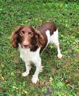 Photo №2 to announcement № 164185 for the sale of non-pedigree dogs - buy in Russian Federation private announcement