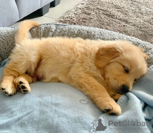 Photo №1. golden retriever - for sale in the city of Gumbostrand | 250$ | Announcement № 120247