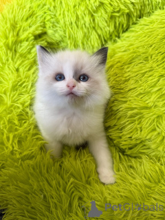 Photo №2 to announcement № 152374 for the sale of ragdoll - buy in United States breeder