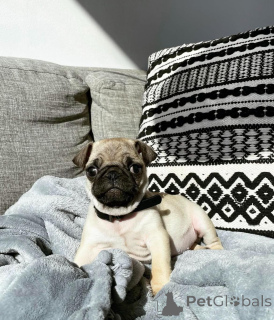 Photo №2 to announcement № 146296 for the sale of pug - buy in United States breeder