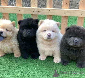 Photo №1. chow chow - for sale in the city of Франкфурт-на-Майне | negotiated | Announcement № 138416