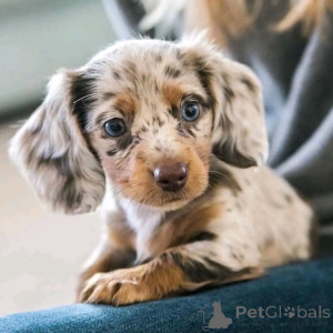 Photo №3. Miniature Dachshund Puppies. Finland