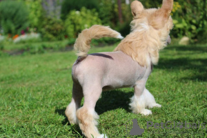 Additional photos: Hairless male Chinese crested dog.