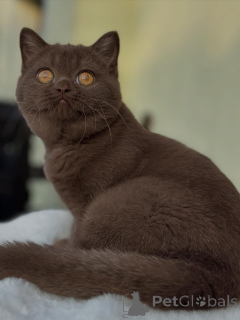 Photo №2 to announcement № 153740 for the sale of british shorthair - buy in Switzerland breeder