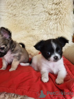 Photo №3. Chihuahua puppies for sale. Germany