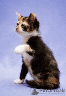 Additional photos: Funny kittens Vesnushkin and Kroshka are looking for a home!