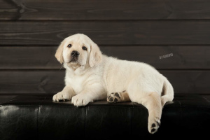 Photo №3. Labrador Retriever Puppy. Russian Federation