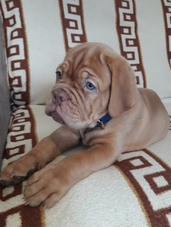 Photo №2 to announcement № 4898 for the sale of dogue de bordeaux - buy in Russian Federation private announcement