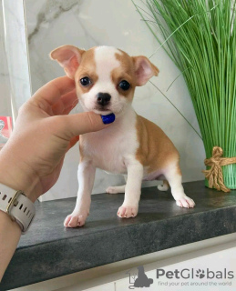 Photo №1. chihuahua - for sale in the city of Paris | negotiated | Announcement № 126846