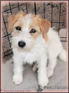 Photo №3. Jack Russell-puppy's te koop. Netherlands