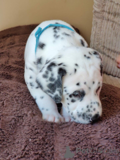 Photo №4. I will sell dalmatian dog in the city of Kvistofta. private announcement, breeder - price - 1239$