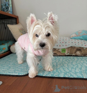 Photo №2 to announcement № 144431 for the sale of non-pedigree dogs - buy in United Kingdom from the shelter