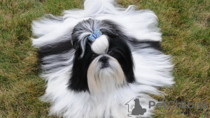 Additional photos: Purebred Shih Tzu puppies.