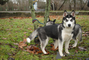 Photo №1. siberian husky - for sale in the city of Kherson | 243$ | Announcement № 9131