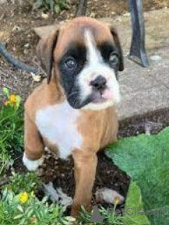 Photo №1. boxer - for sale in the city of Madrid | 877$ | Announcement № 165992