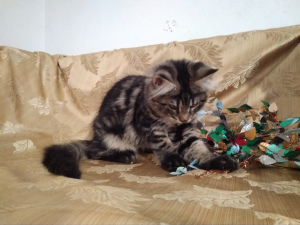 Photo №2 to announcement № 1783 for the sale of maine coon - buy in Russian Federation from nursery, breeder