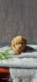 Photo №4. I will sell poodle (toy) in the city of Meljine. private announcement, from the shelter - price - 774$