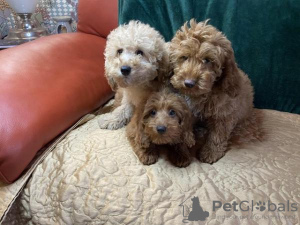 Additional photos: Beautiful Cavapoos F1b