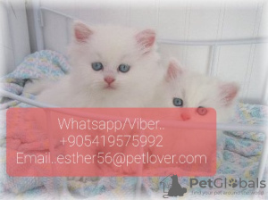 Photo №1. persian cat - for sale in the city of Россия | Is free | Announcement № 107034