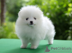 Photo №2 to announcement № 126581 for the sale of pomeranian - buy in Russian Federation private announcement
