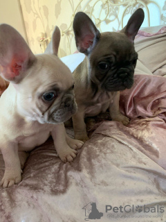 Photo №1. french bulldog - for sale in the city of Harlingen | 475$ | Announcement № 79575