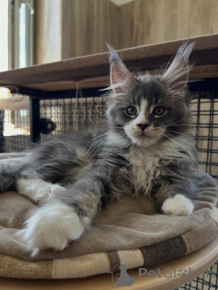 Photo №1. maine coon - for sale in the city of Dordrecht | negotiated | Announcement № 170619