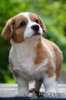 Photo №3. Cute Cardigan Welsh Corgi puppies from Hungary kennel@cardibakery.hu. Hungary