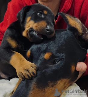 Photo №1. dobermann - for sale in the city of Кинешма | 345$ | Announcement № 24396