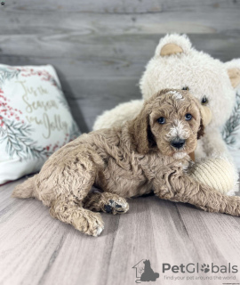Photo №2 to announcement № 63521 for the sale of poodle (toy) - buy in United States 