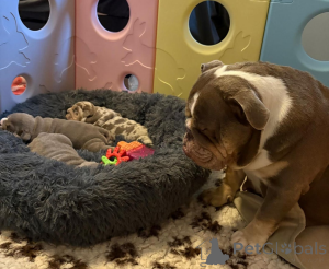 Photo №4. I will sell english bulldog in the city of Bezanson.  - price - 350$