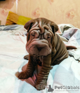 Photo №2 to announcement № 11416 for the sale of shar pei - buy in Uzbekistan private announcement