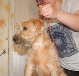 Photo №4. I will sell soft-coated wheaten terrier in the city of Smolensk. from nursery, breeder - price - 484$