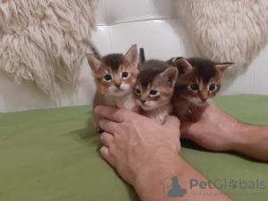Additional photos: Chausie kittens f2