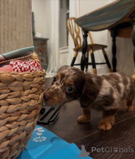 Photo №1. dachshund - for sale in the city of Berlin | 568$ | Announcement № 167793