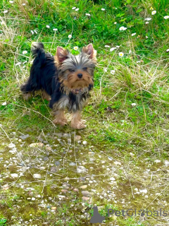 Photo №2 to announcement № 137096 for the sale of yorkshire terrier - buy in Luxembourg private announcement, breeder