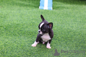 Photo №2 to announcement № 13733 for the sale of chihuahua - buy in Russian Federation from nursery, breeder