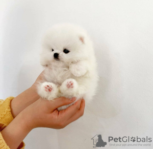 Photo №2 to announcement № 109152 for the sale of pomeranian - buy in Germany private announcement