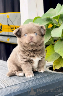 Photo №3. Chihuahua puppies for rehoming. United States