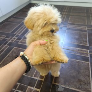 Photo №2 to announcement № 140765 for the sale of maltipu - buy in Russian Federation breeder