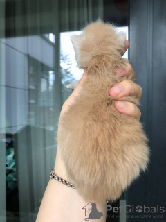 Photo №3. Healthy cute adorable and socialized Maine coon kittens. Germany