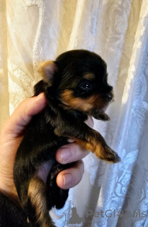 Photo №3. Adoption chiot Yorkshire terrier mâle et femelle. Belgium