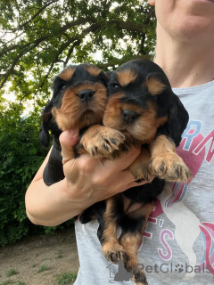 Photo №2 to announcement № 163167 for the sale of english cocker spaniel - buy in France private announcement, breeder