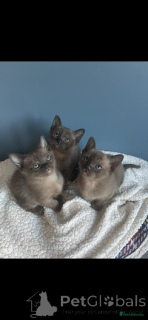 Photo №4. I will sell burmese cat in the city of Nieuwegein. private announcement - price - 310$