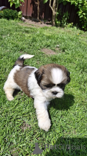 Photo №2 to announcement № 170092 for the sale of lhasa apso, shih tzu - buy in Finland private announcement, from nursery, breeder
