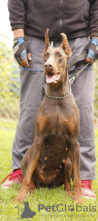 Photo №2 to announcement № 66767 for the sale of dobermann - buy in Serbia breeder